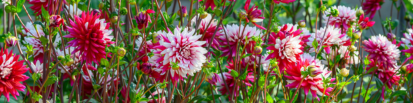 De Magie van Dahlia's: Een Kleurrijke Zomerbloeier voor Elke Tuin