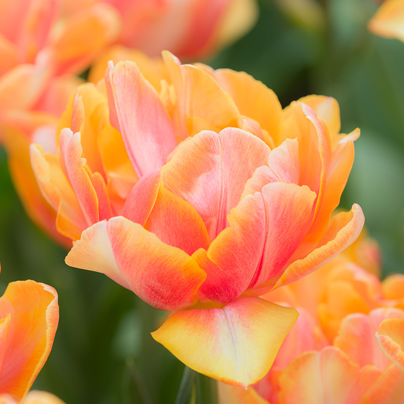 Tulp Foxy Foxtrot®