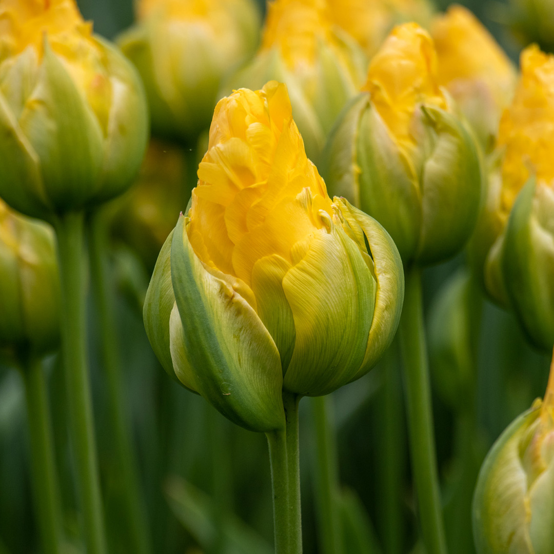 Tulp Vanille Coup Tulp Vanille Coup