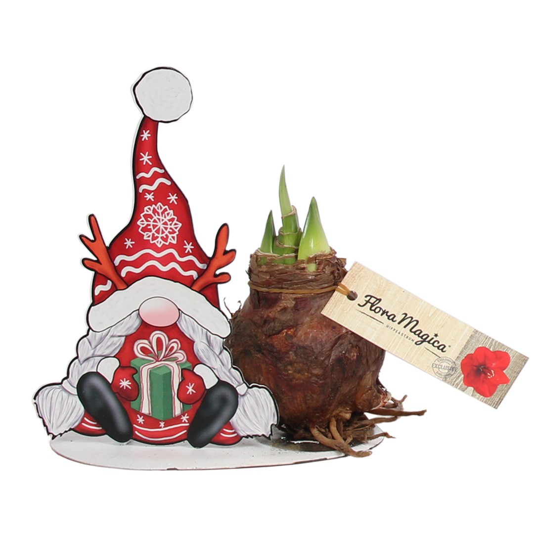 Amaryllis Gnoom met kado Amaryllis Gnoom met kado