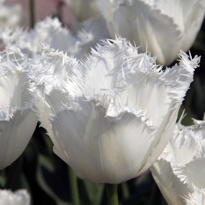 Tulp Honeymoon