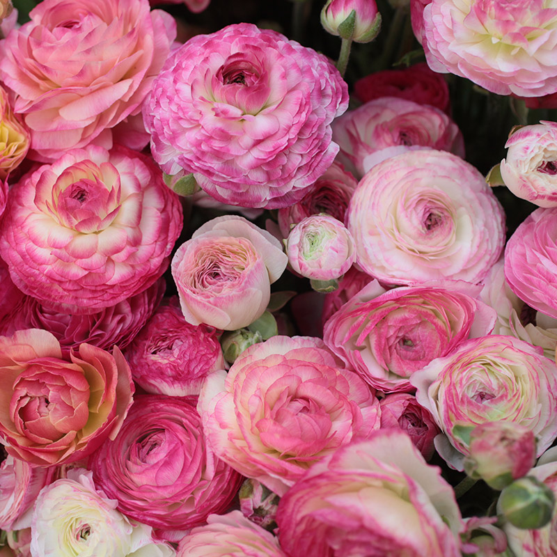 88050-Ranunculus-picotee-Pink