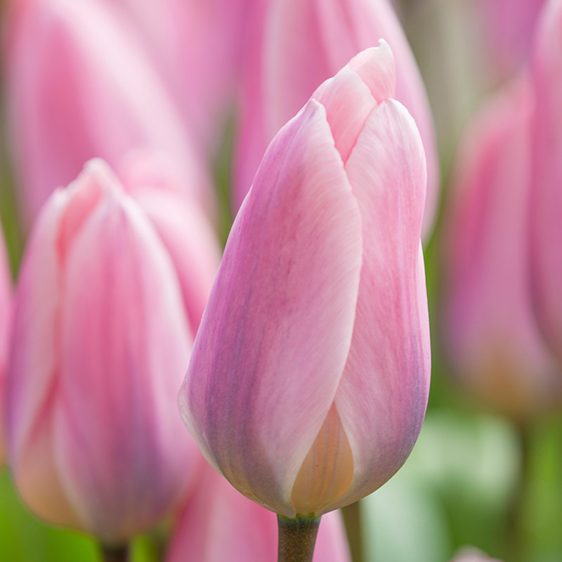 Tulipa Light and Dreamy® , à 10