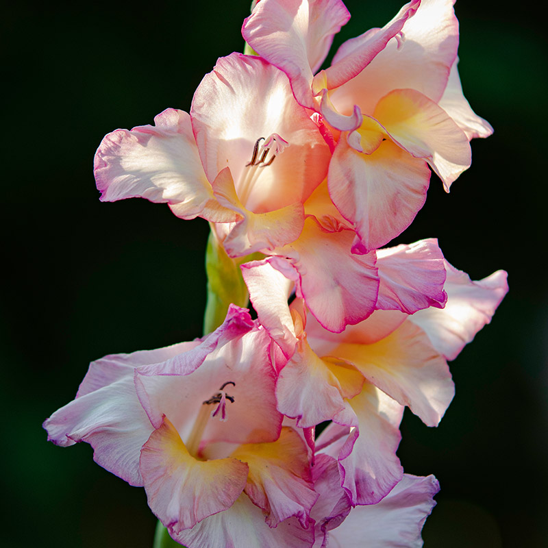 60095-Gladiolus-Priscilla