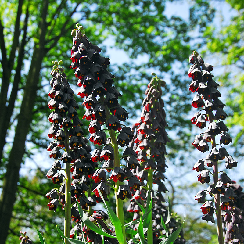 Fritillaria persica