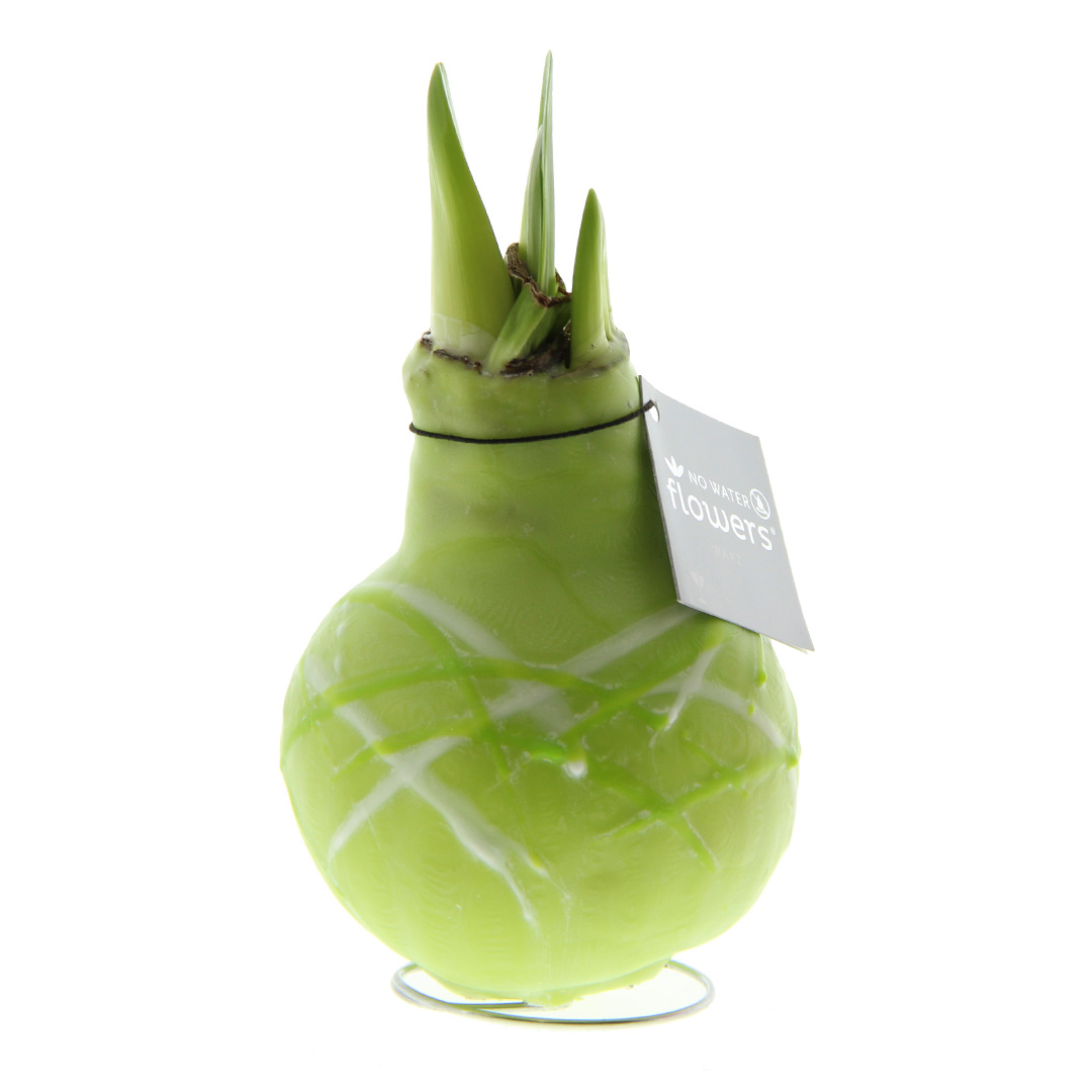Wax Amaryllis Monet Groen
