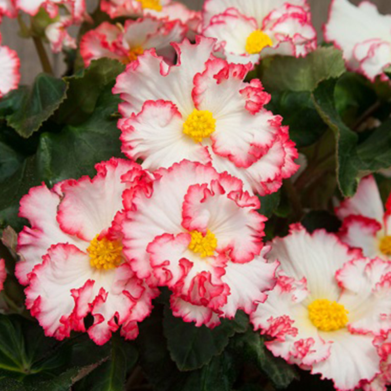 Begonia Crispa Margina wit-rood