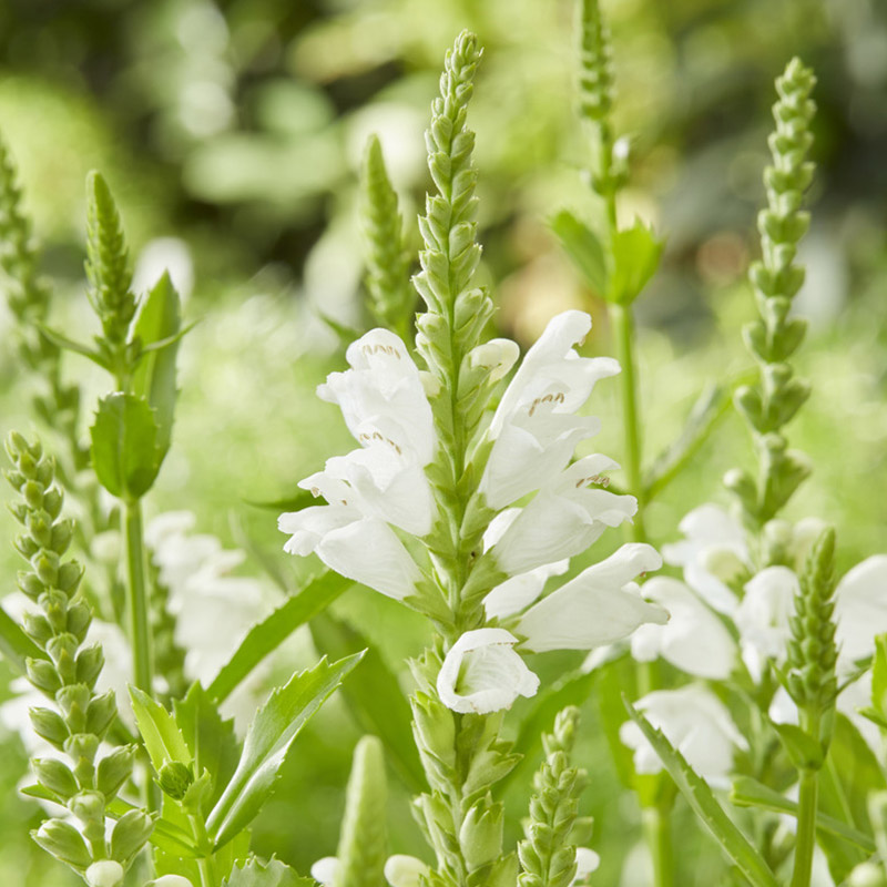Physostegia virg. 'Summer Snow'