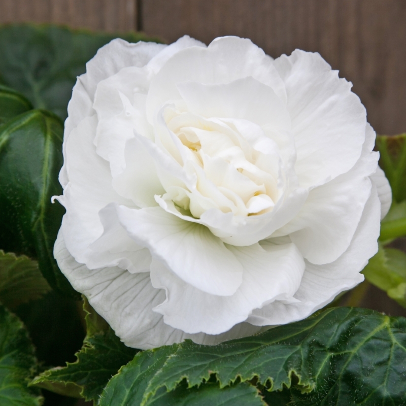Begonia Dubbel Wit
