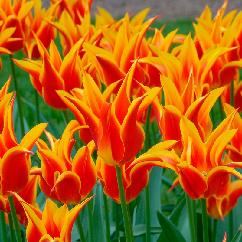 Tulp Fly Away