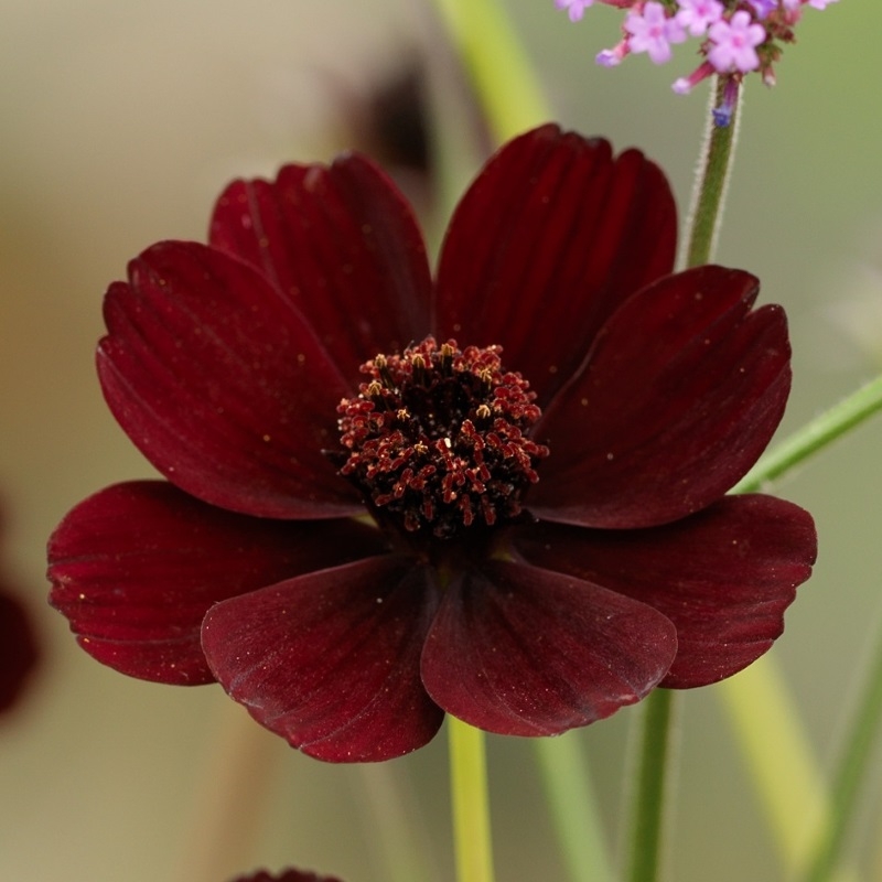 Cosmos atrosanguineus - chocoladebloem