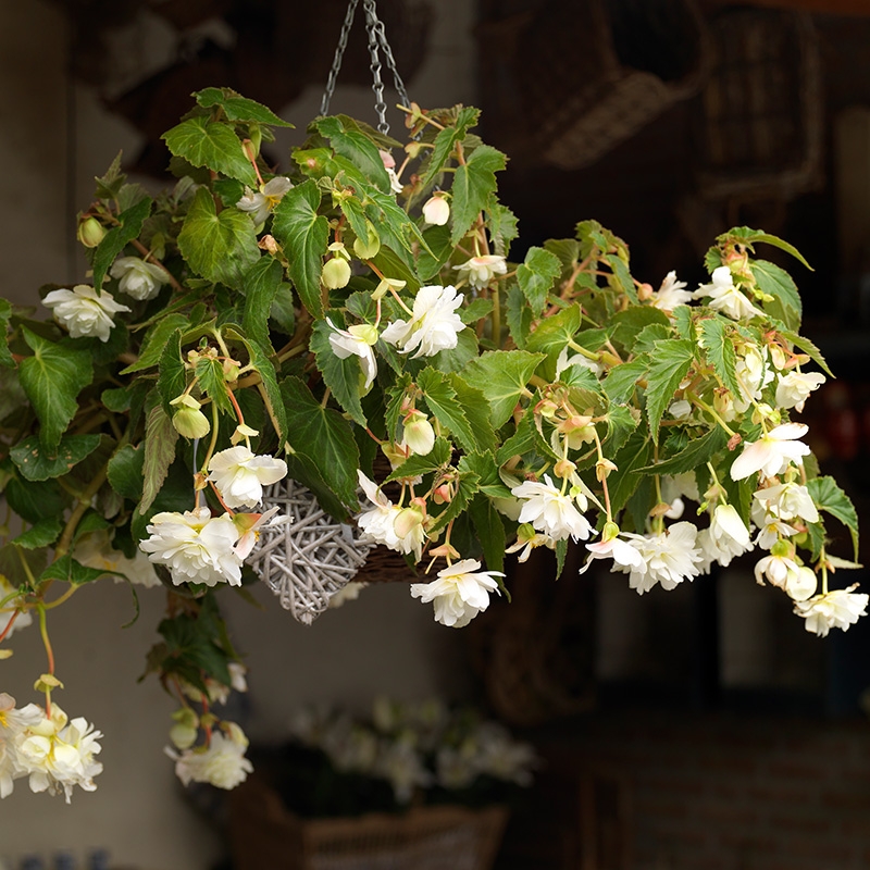 Begonia pendula wit