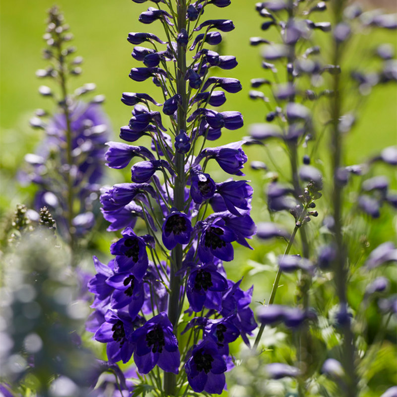 Ridderspoor (Delphinium) 'Black Knight'