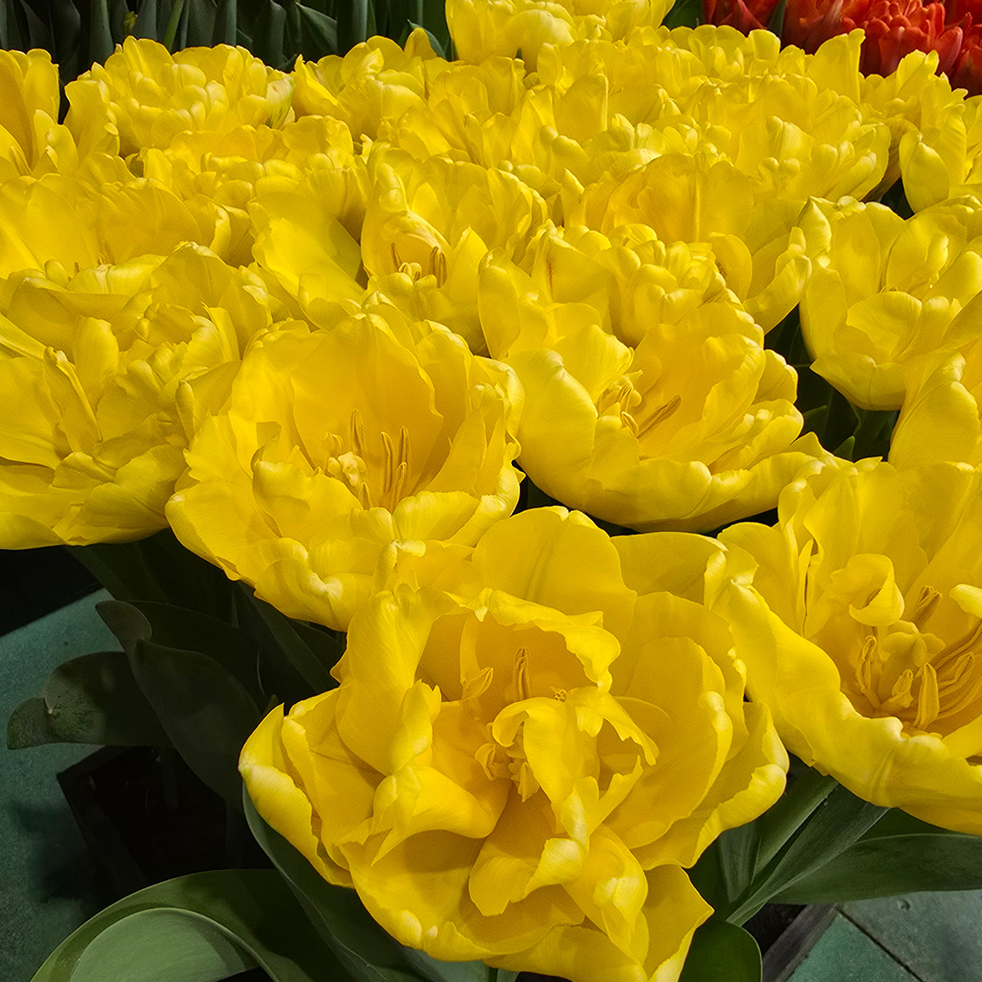Tulp Yellow Symbiose