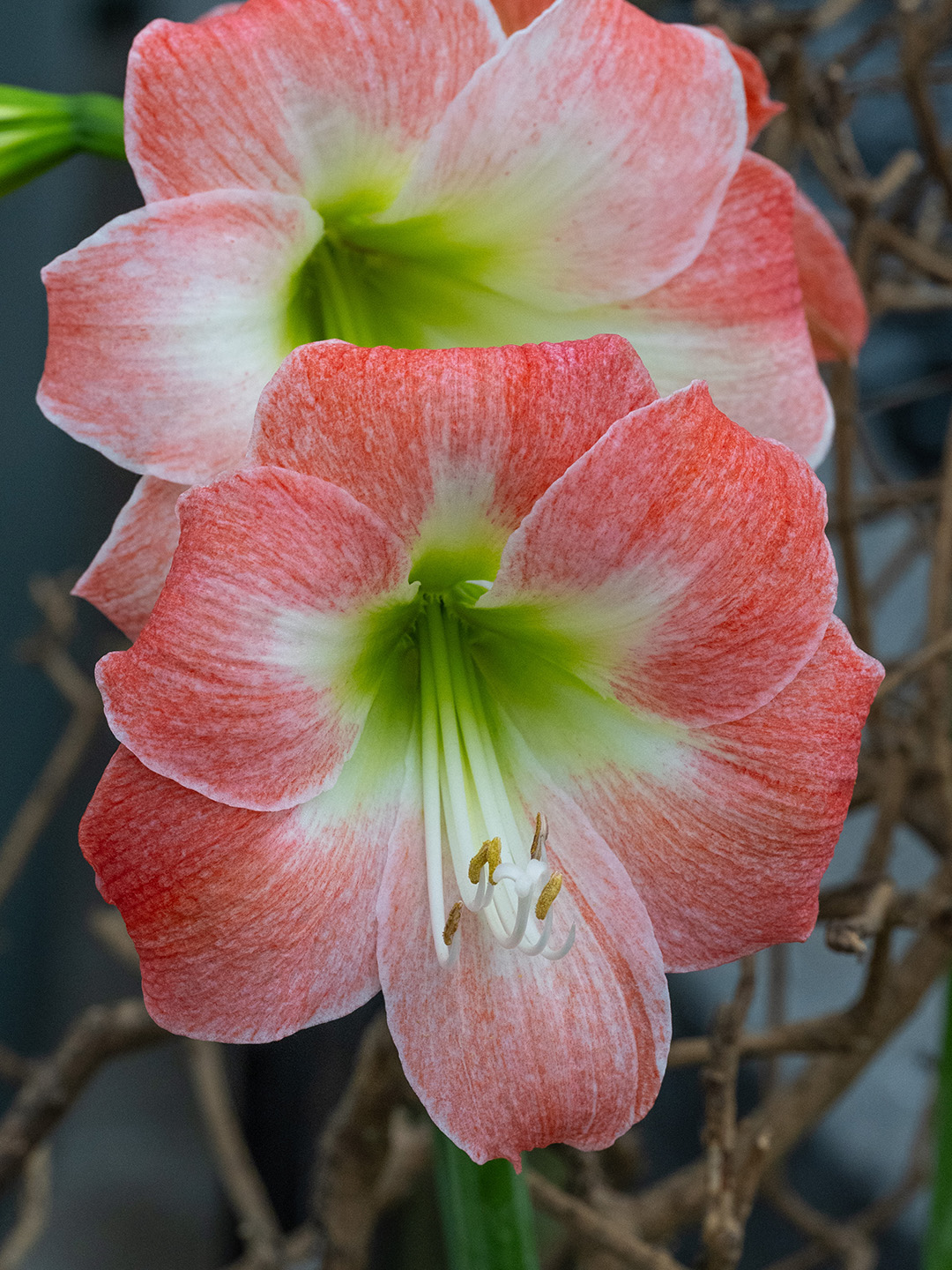 Amaryllis King Star