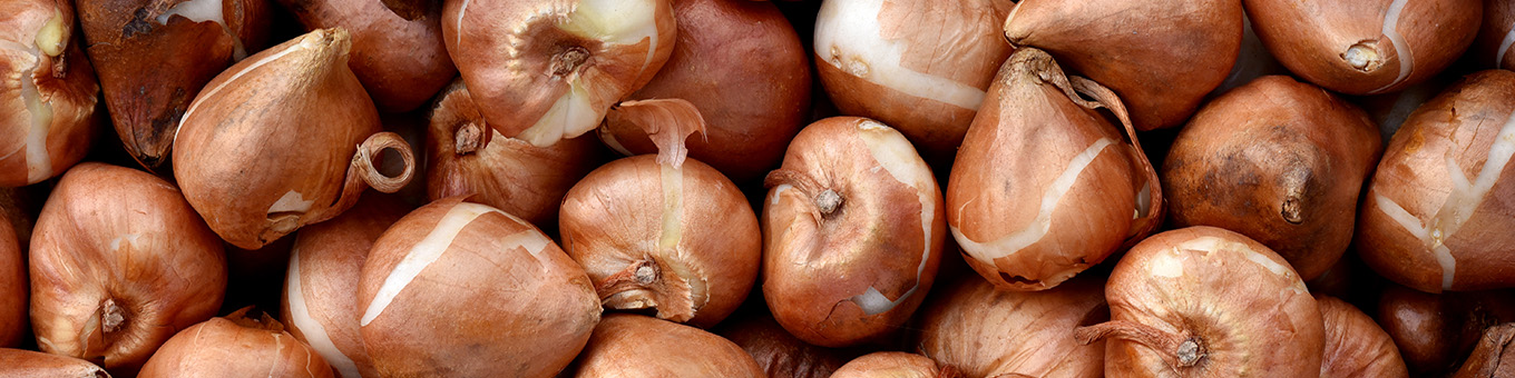 Hoe worden tulpenbollen gekweekt?