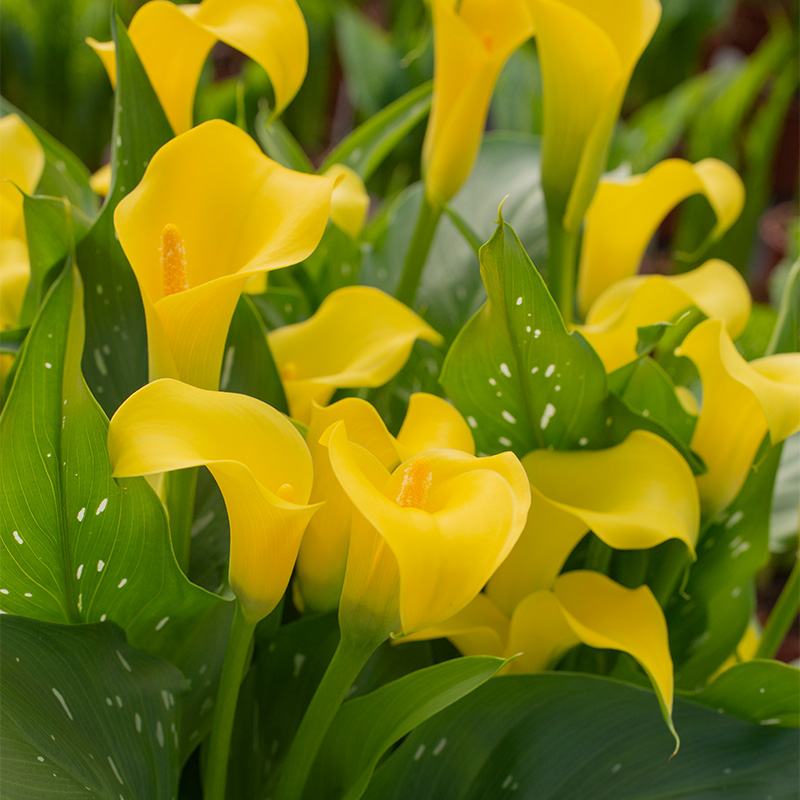 95105-Zantedeschia-Sunclub-R Zantedeschia Sunclub®