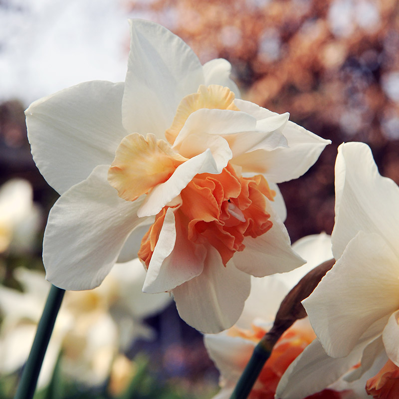 Narcis Replete