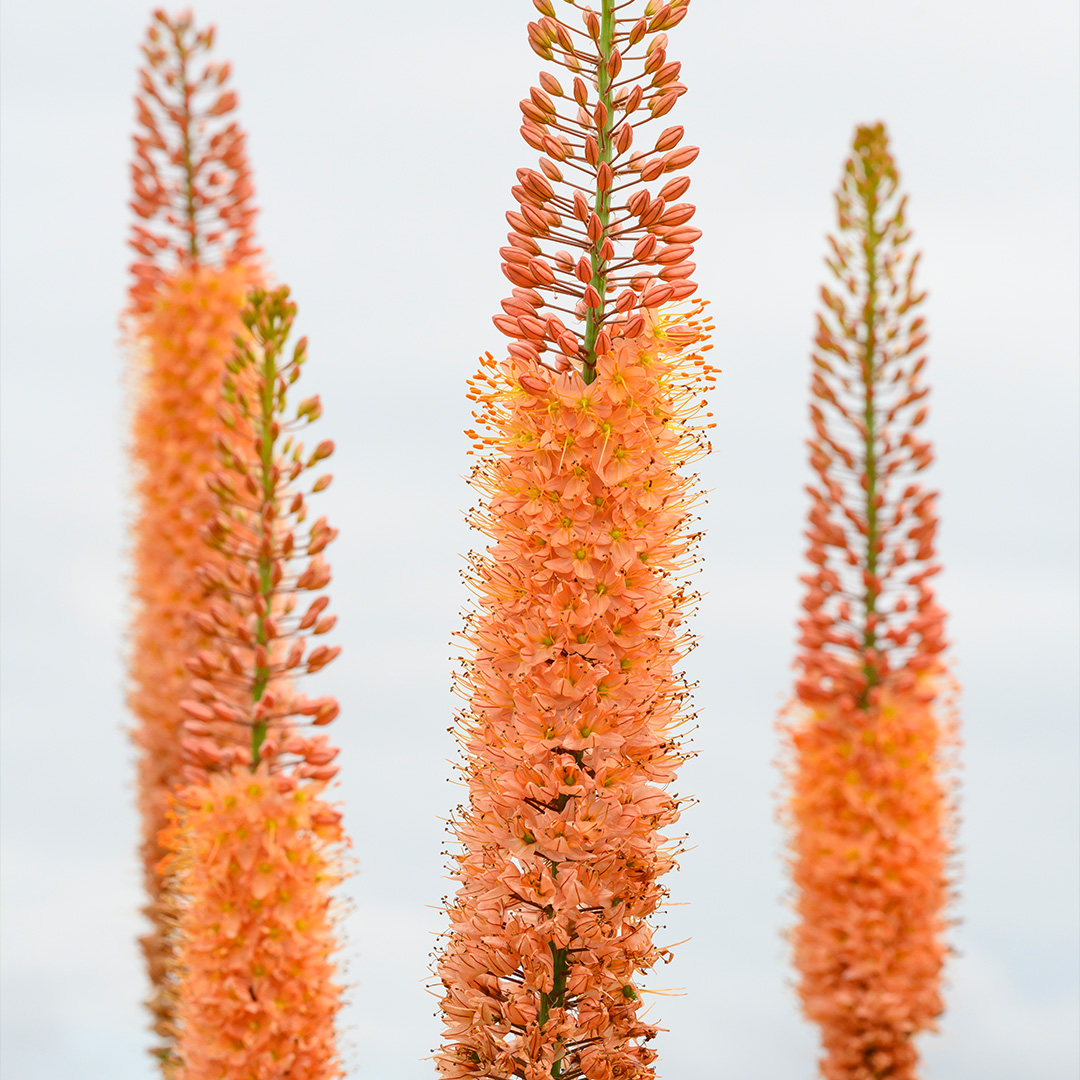 Eremurus Cleopatra