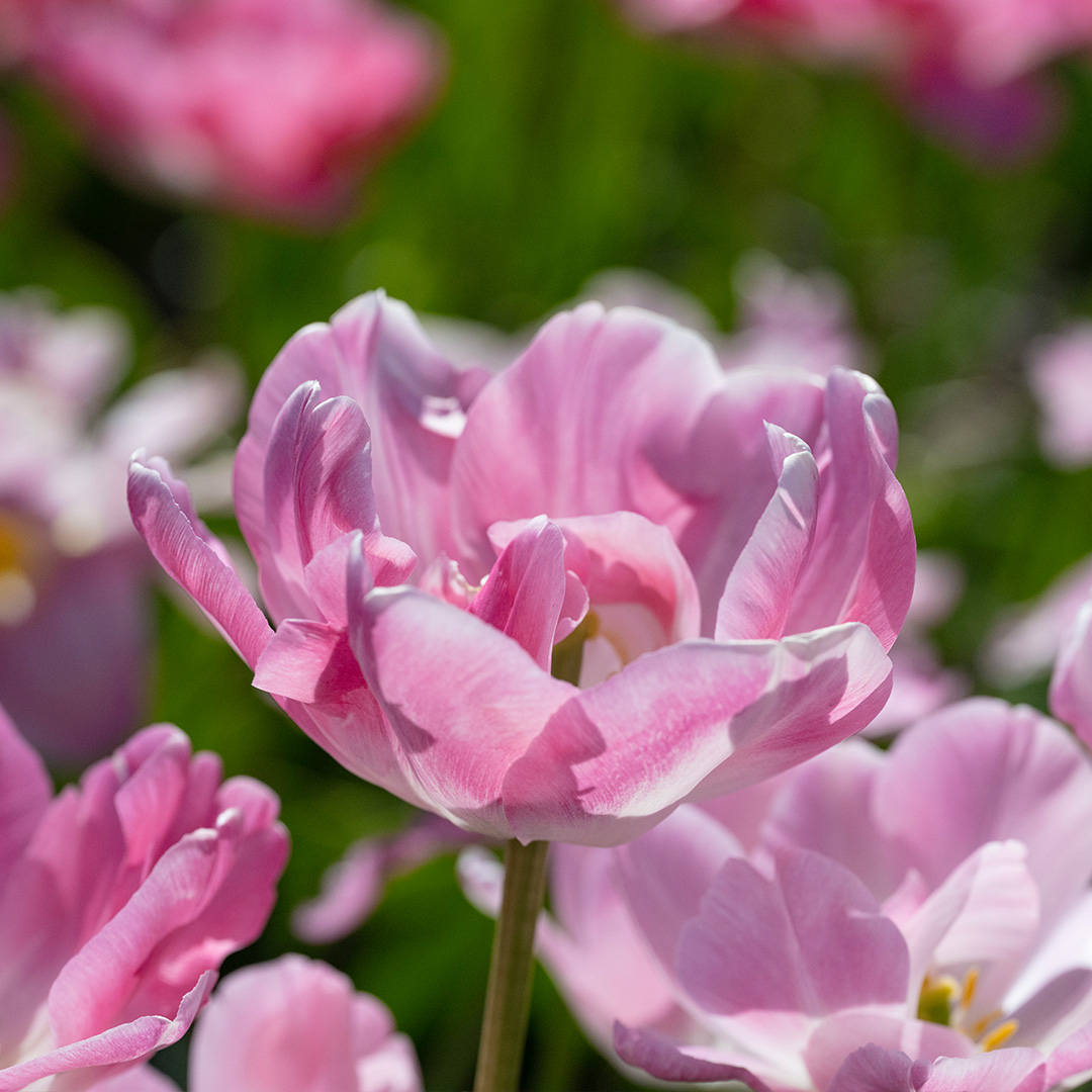 Tulp Upstar 