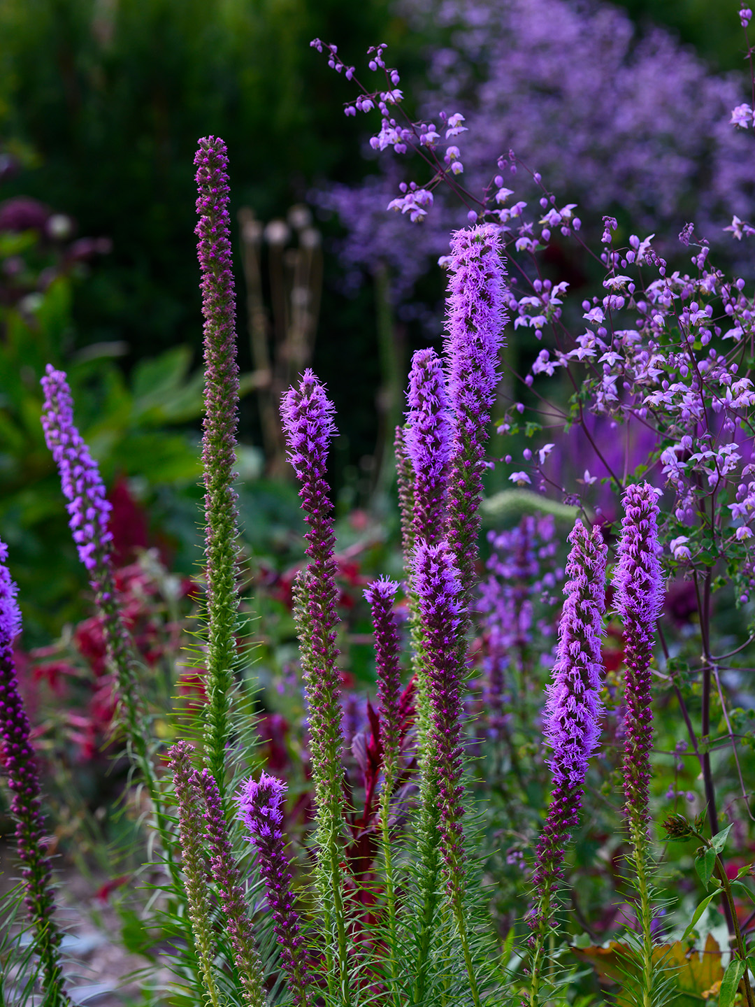 Liatris spicata
