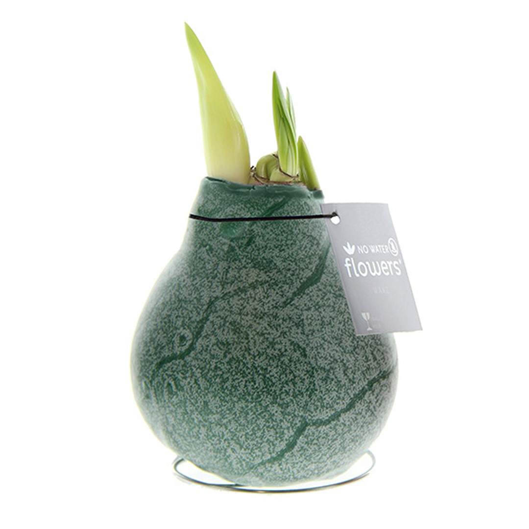 Wax Amaryllis Marble Groen Wax Amaryllis Marble Groen