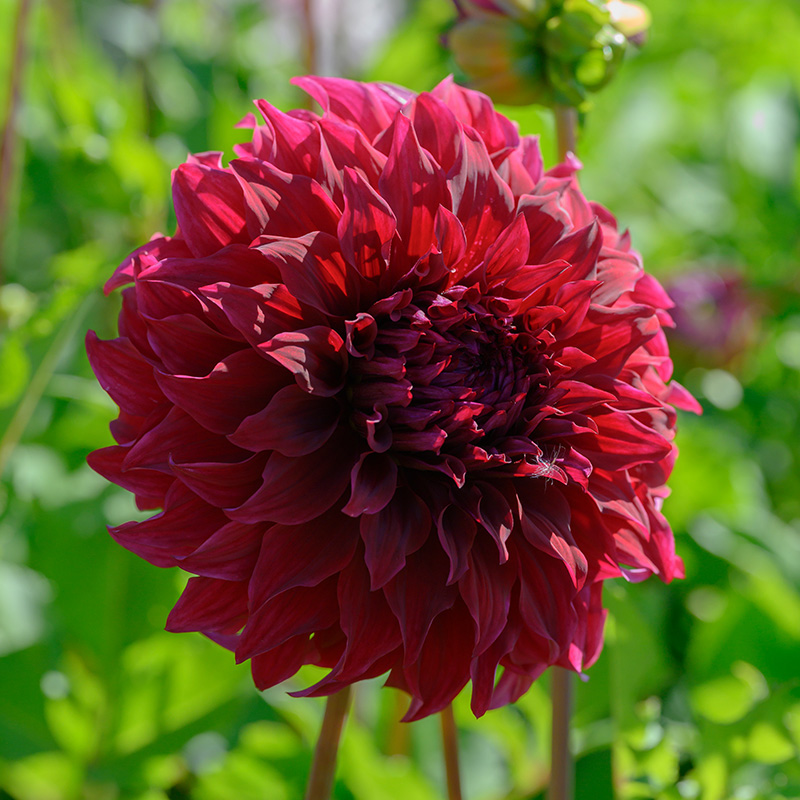 Dahlia Spartacus | 10067