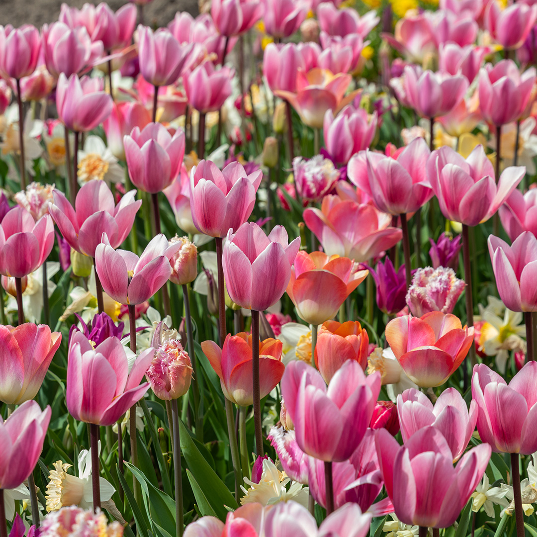 Tulpen & Narcissenmix "Sakura"