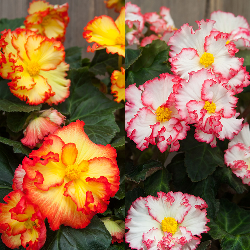 Begonia Crispa mix