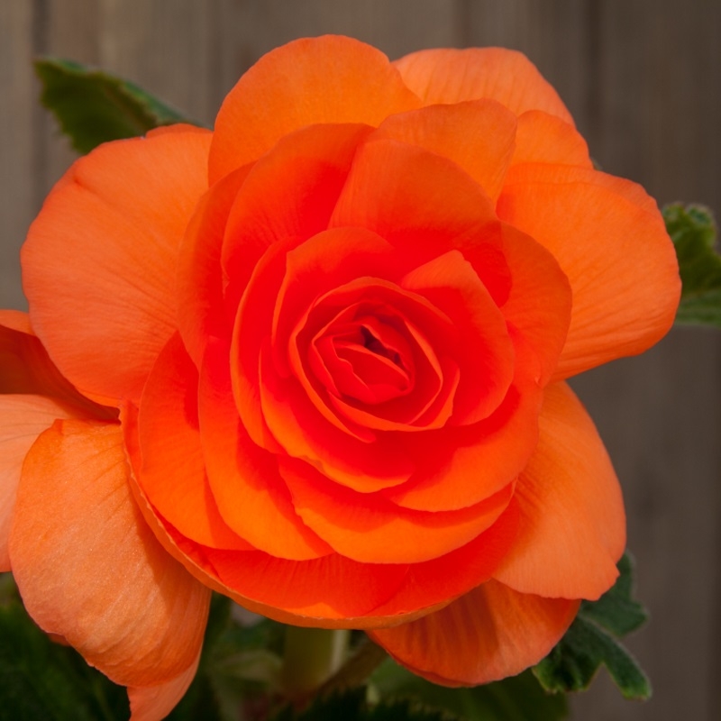 Begonia Dubbel Oranje 