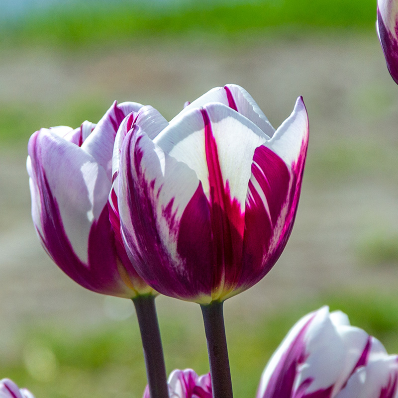 Tulp Rems Favourite