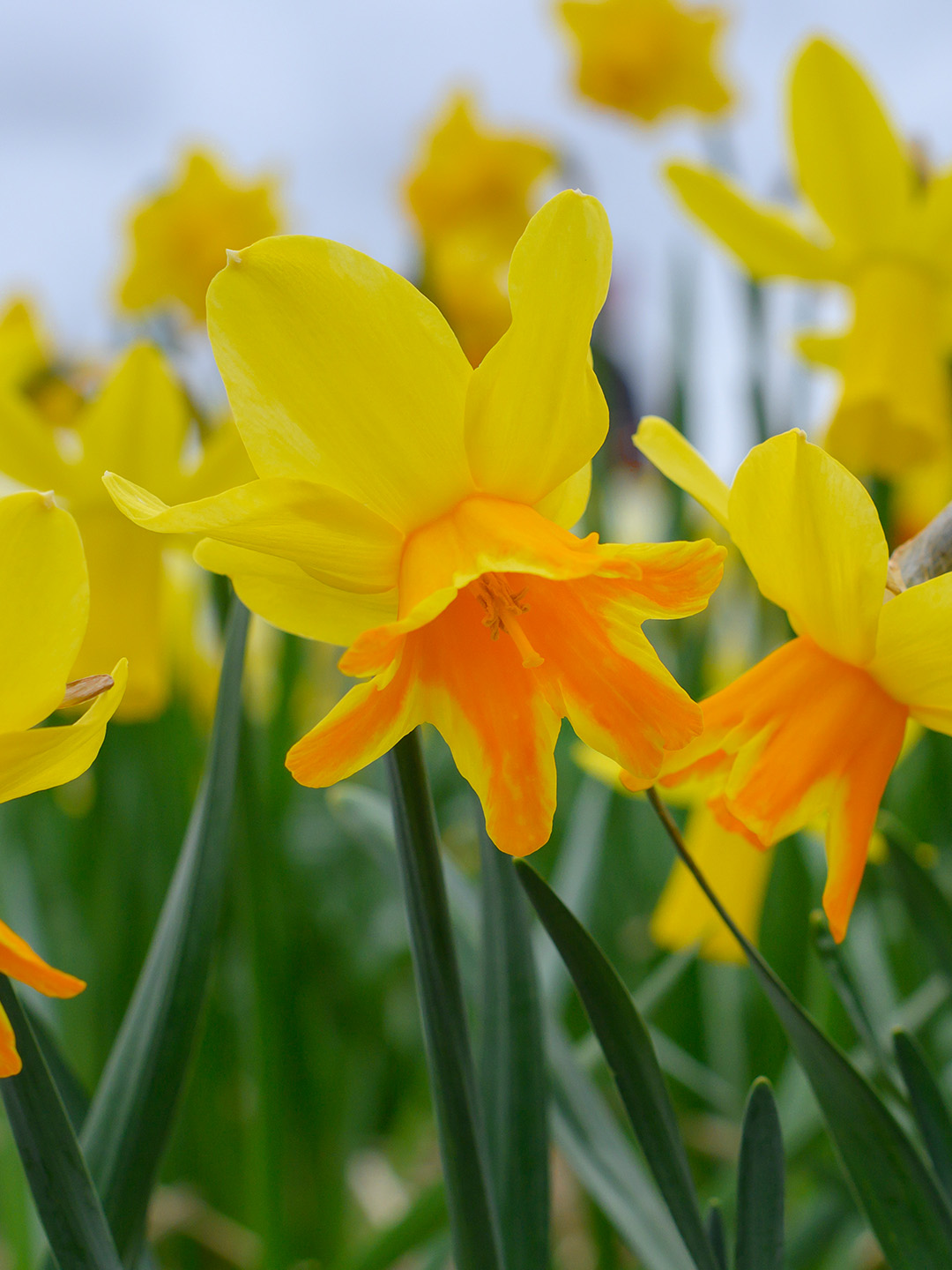 Narcis Rataplan