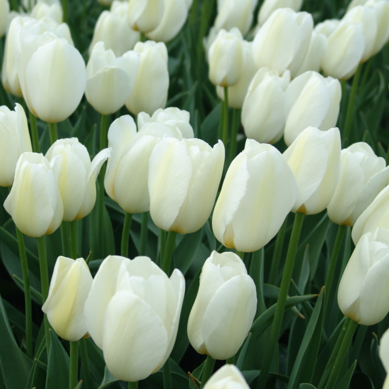 Tulp Pays Bas®