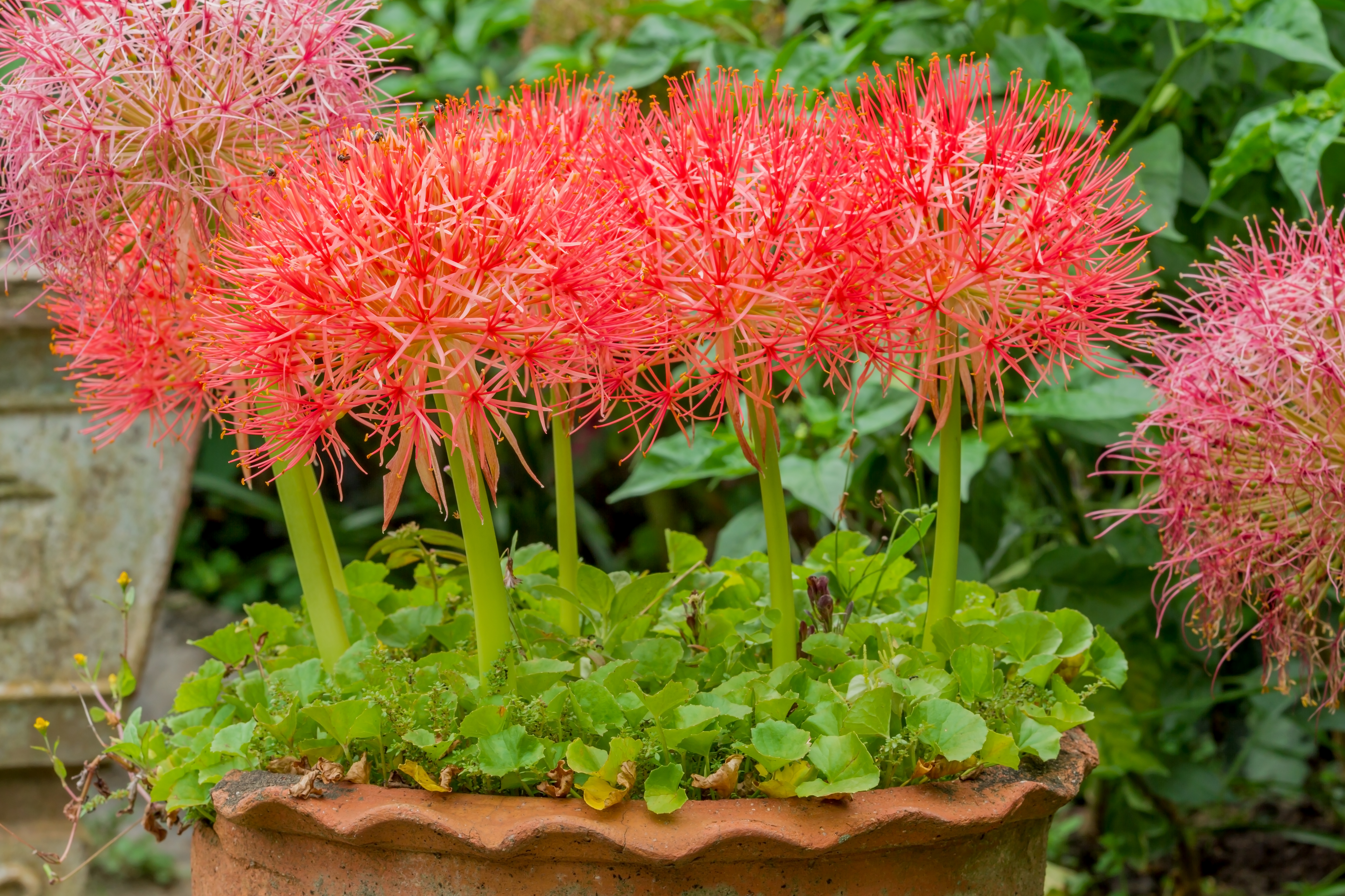 Poederkwast (Scadoxus)