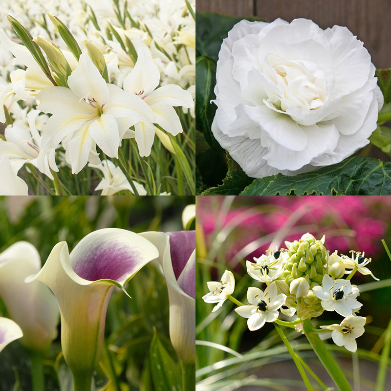 Bloembollen pakket White Garden