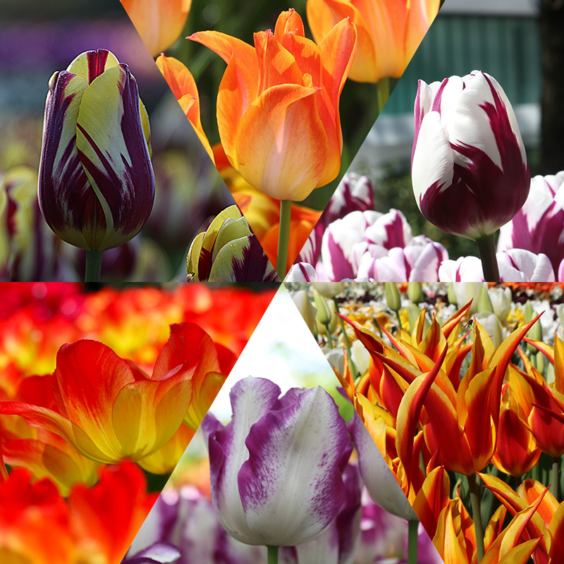 Rob's Tulpenbollen Collectie