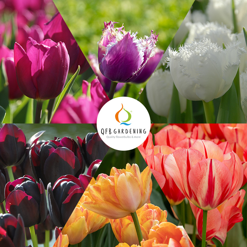 Albert's Tulpenbollen Collectie