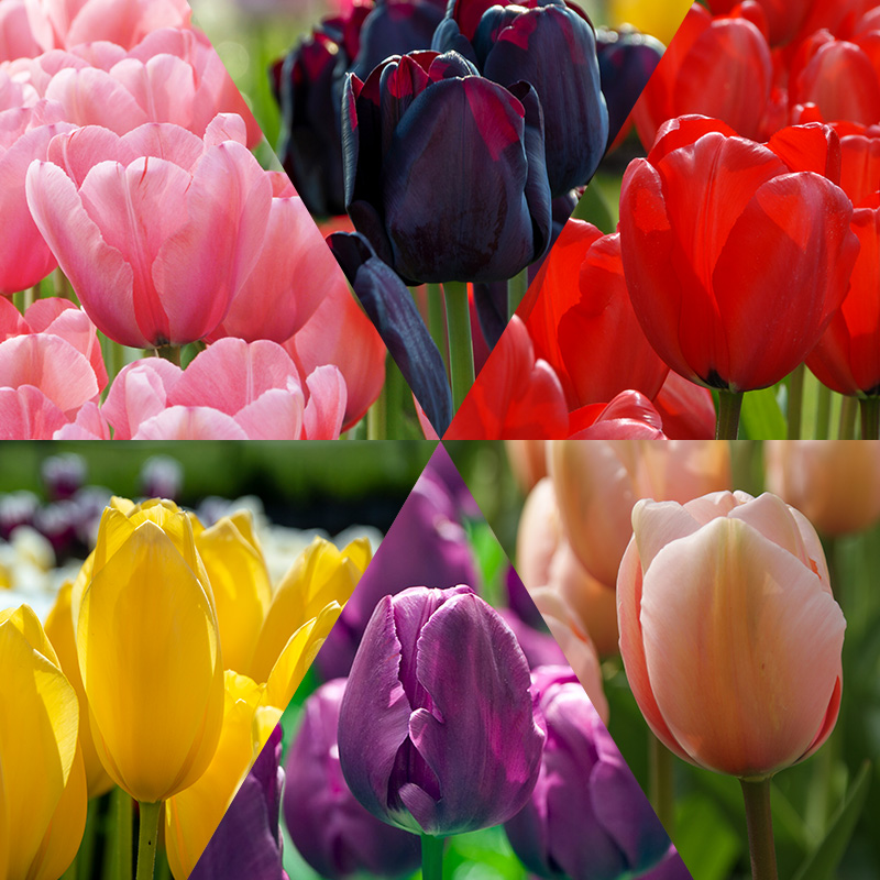 Bloembollenpakket Tulpen "Flower Classics" Bloembollenpakket Tulpen "Flower Classics"