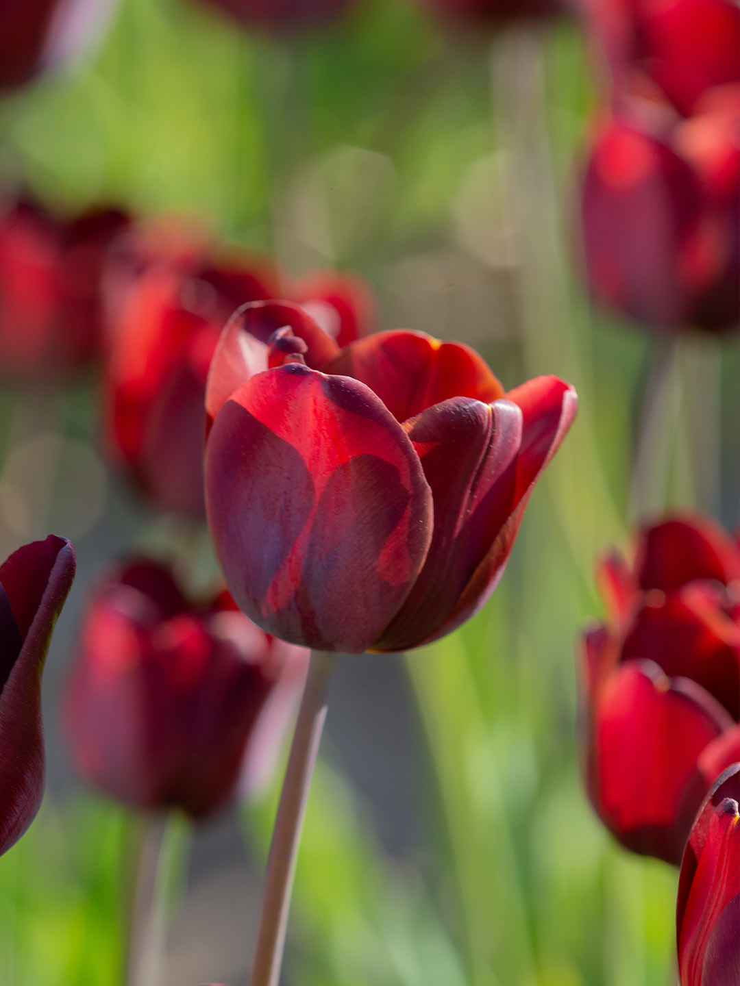 Tulp Dom Pedro