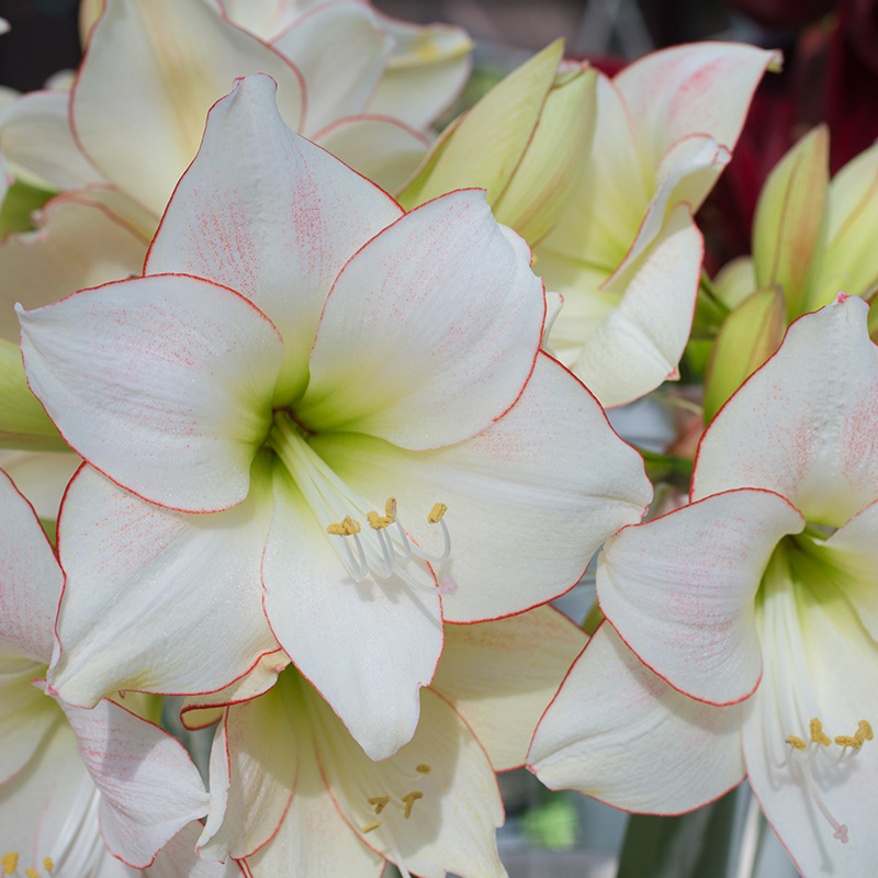 Amaryllis Picotee