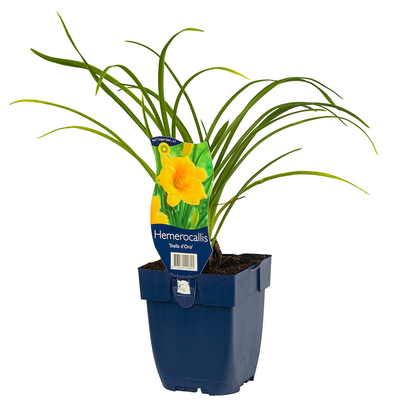 6101335-Hemerocallis-Stella-d-Oro-pot-Etiket