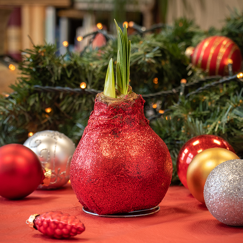 9009720-Wax-Amaryllis-Glitterz-Rood