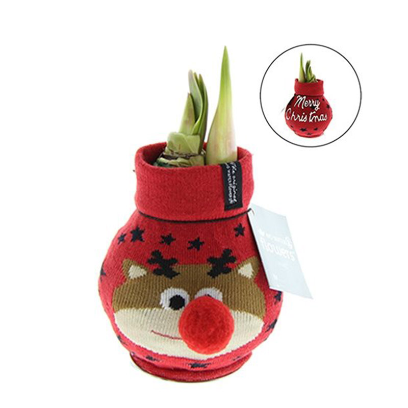 Wax Amaryllis Fashionz Xmas Rendier