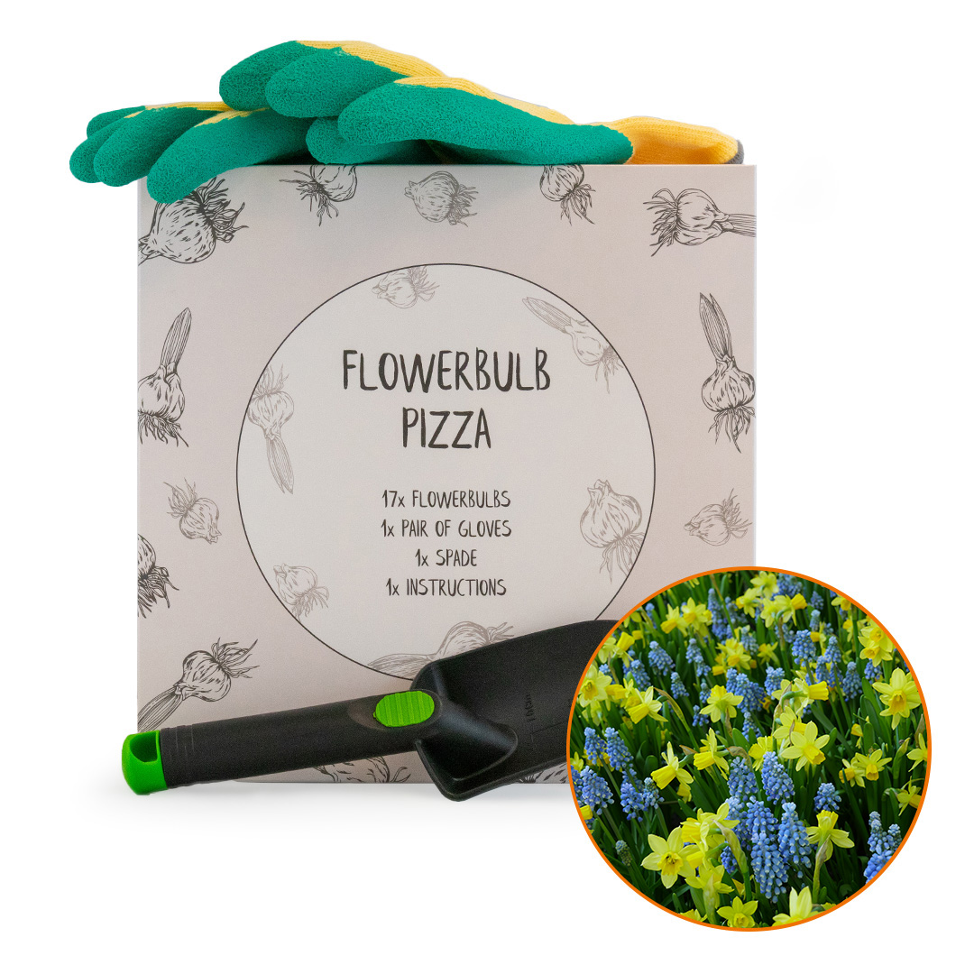 Pizza Narcis Tête-à-Tête & Blauwe Druifjes Armeniacum