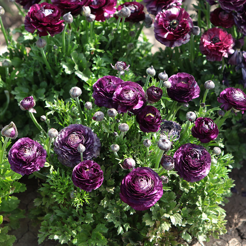 88015-Ranunculus-Aviv-paars Ranunculus Aviv paars