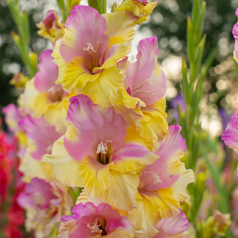 60014-Gladiolus-Mon-Amour-R