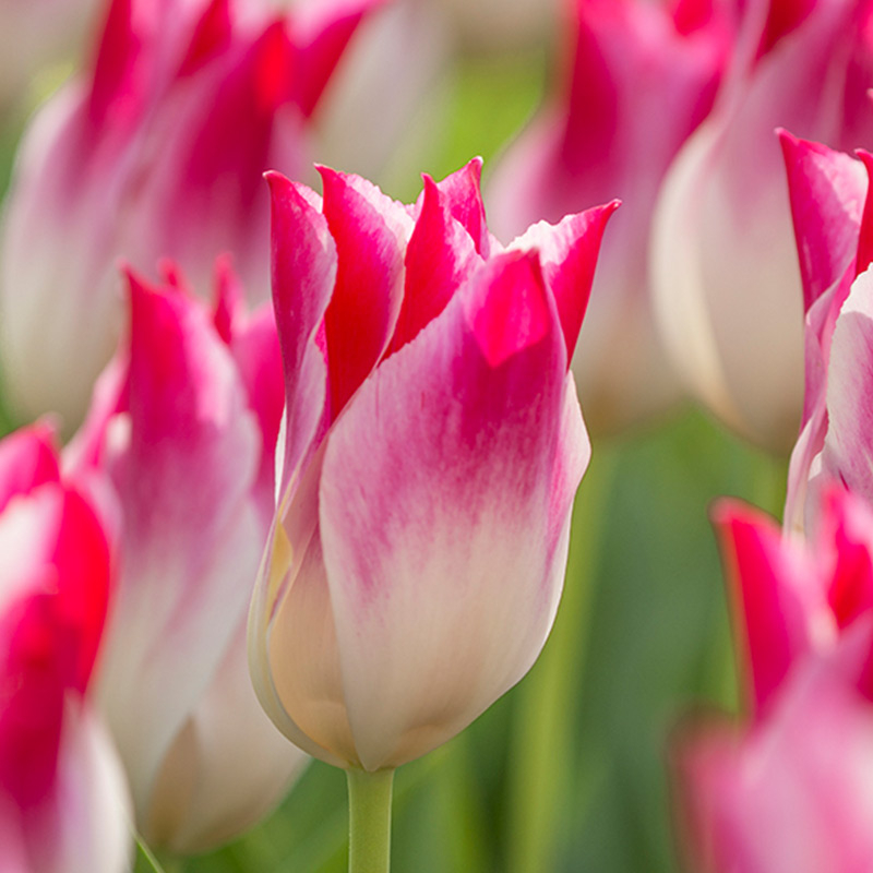 Tulp Whispering Dream
