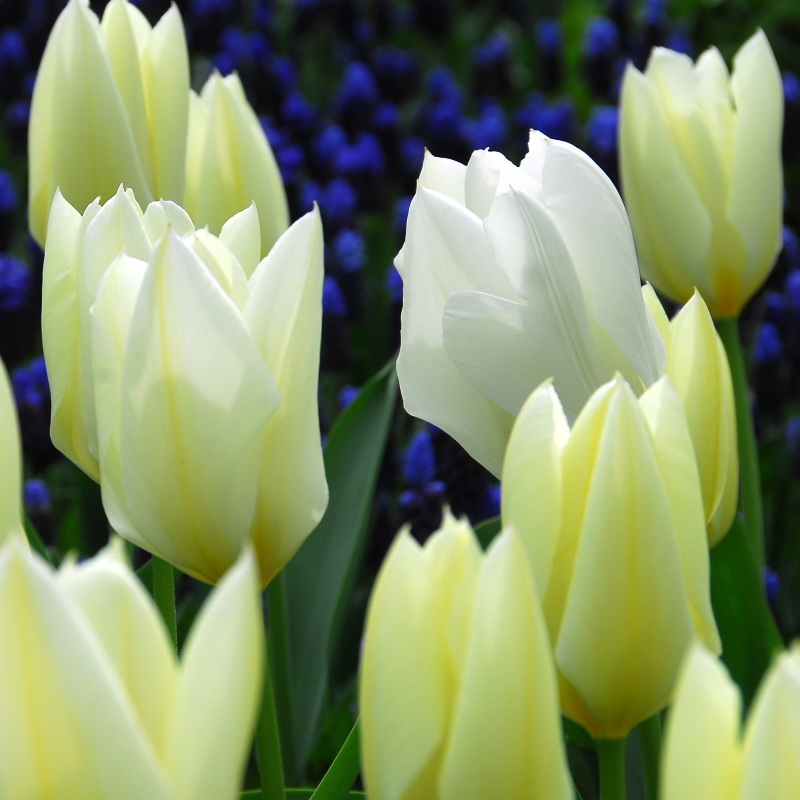 Tulp Purissima