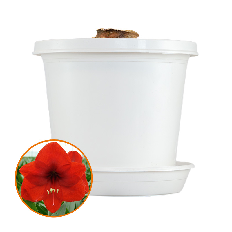 Amaryllis Red Lion op pot in geschenkdoos