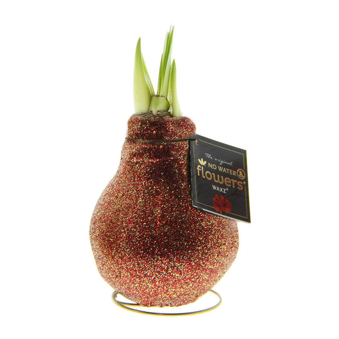 Wax Amaryllis Double Sparkle Rood/Goud in KOKER